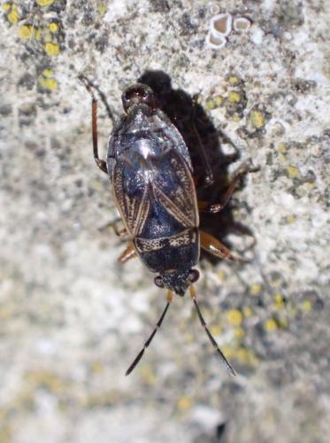 Réf. 351 998 : Trapezonotus dispar